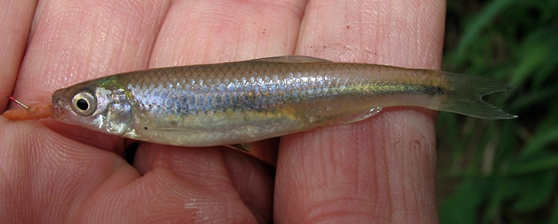 Bluntnose Minnow  ..those other fish