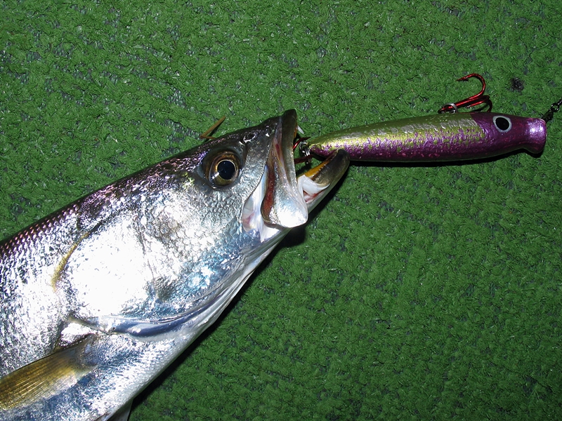 Dawn Topwater Speckled Seatrout