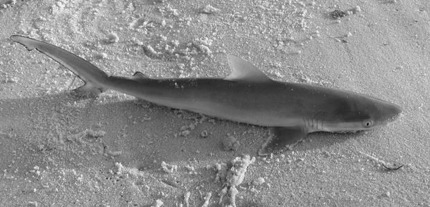 Blacktip Shark - Carcharhinus leucas